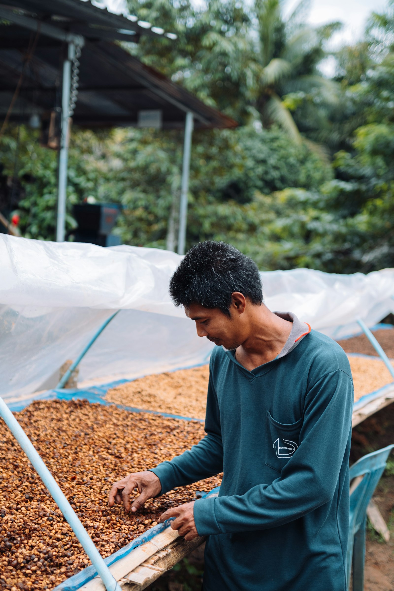 Penjemuran kopi
