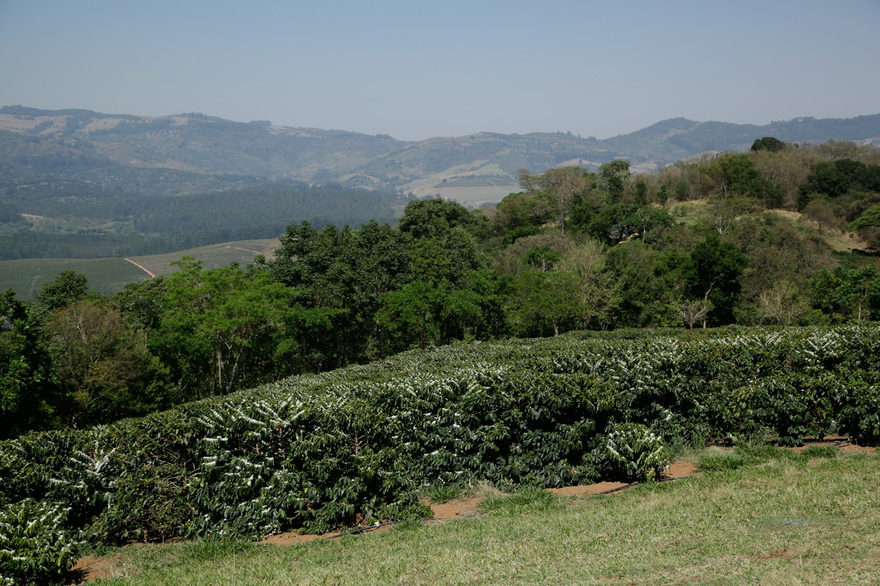 Kebun kopi di lereng perbukitan