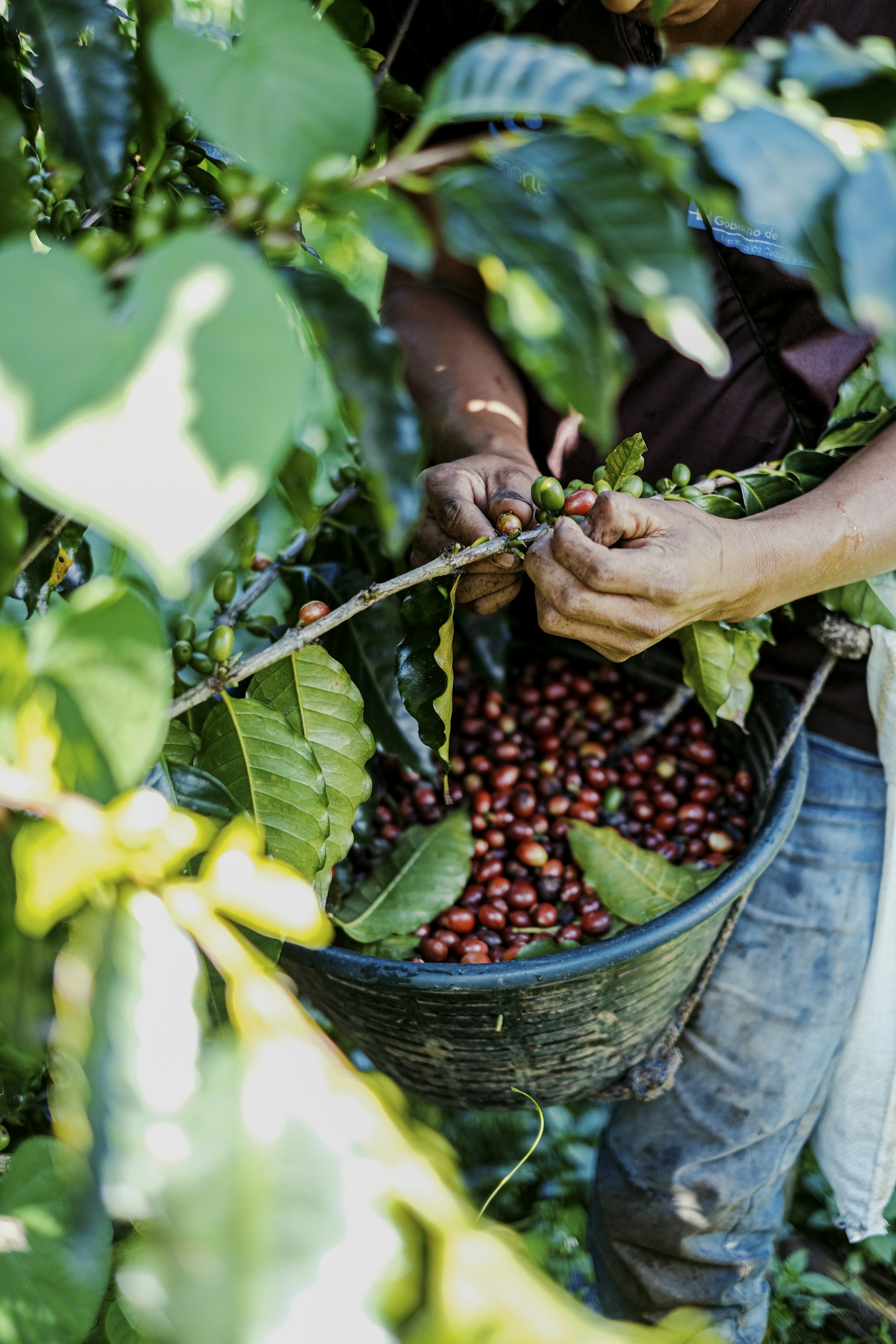 Petani memetik cherry kopi